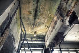 Best Mold Prevention Services in Edgewater, NJ